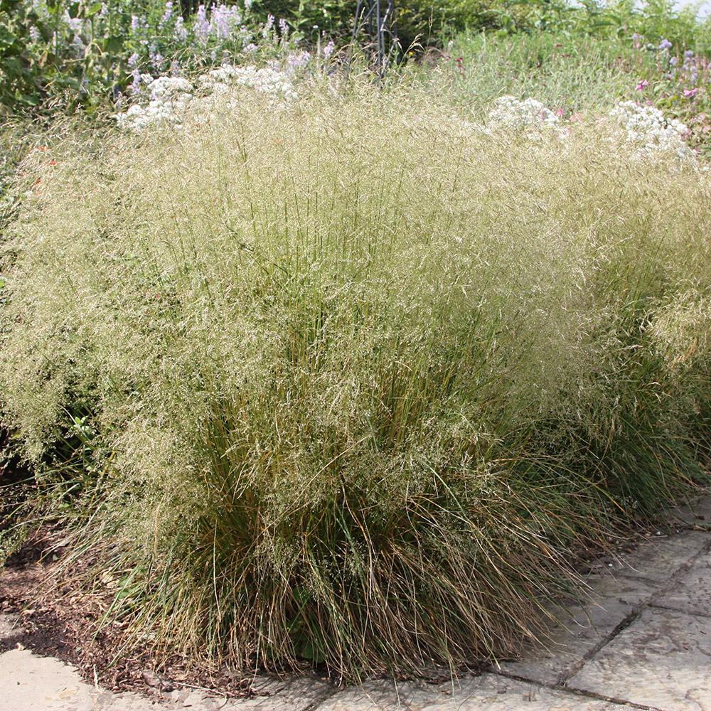 G0095 Grass Deschampsia Cespitosa Goldtau - View 16 from www redcrocus com