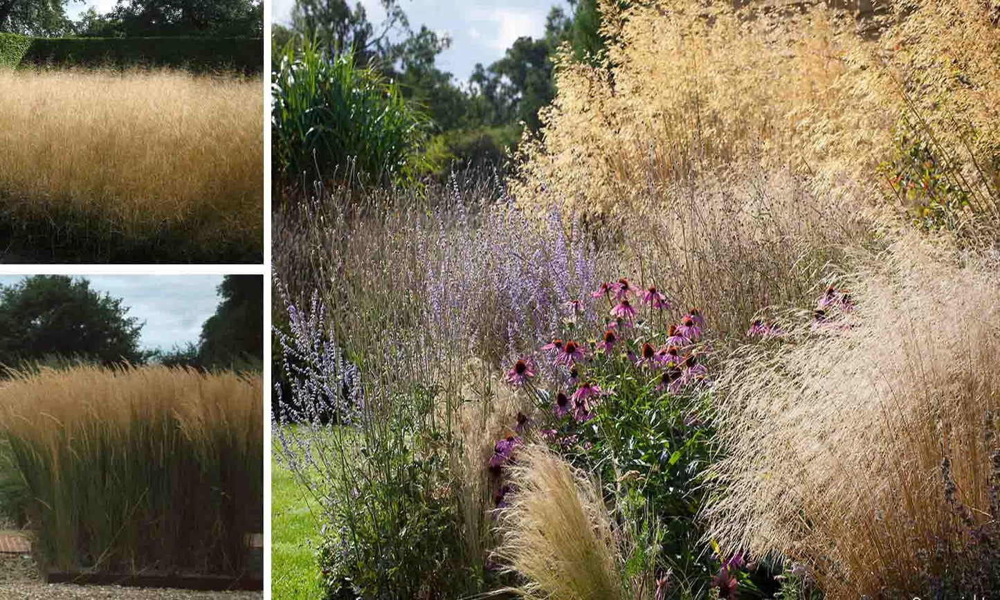 G0095 Grass Deschampsia Cespitosa Goldtau - View 18 from www redcrocus com