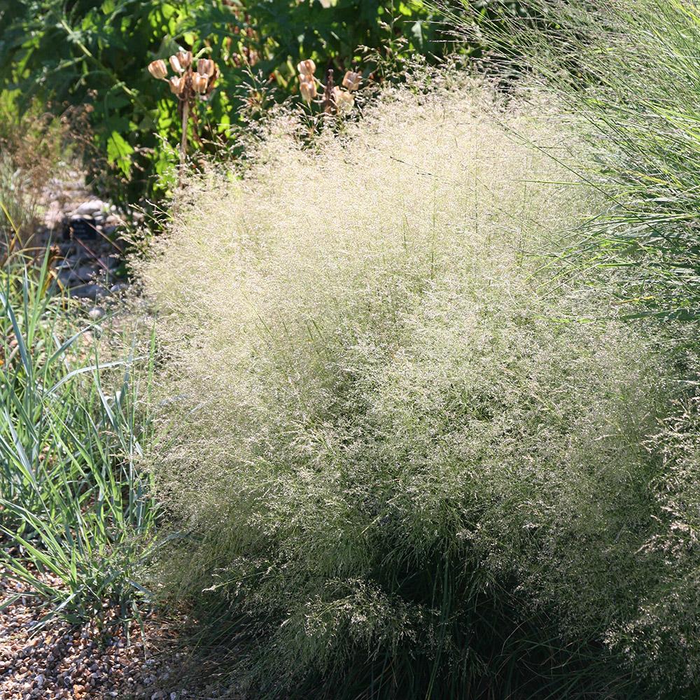G0095 Grass Deschampsia Cespitosa Goldtau - View 19 from www redcrocus com