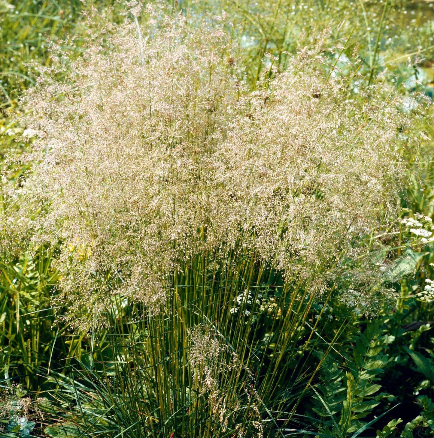 G0095 Grass Deschampsia Cespitosa Goldtau - View 1 from www redcrocus com