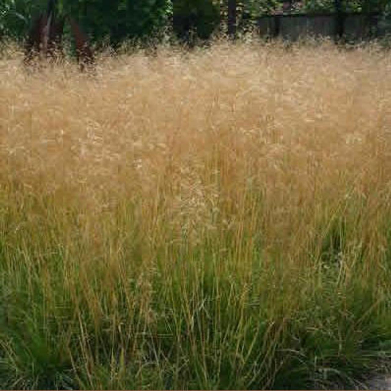 G0095 Grass Deschampsia Cespitosa Goldtau - View 2 from www redcrocus com