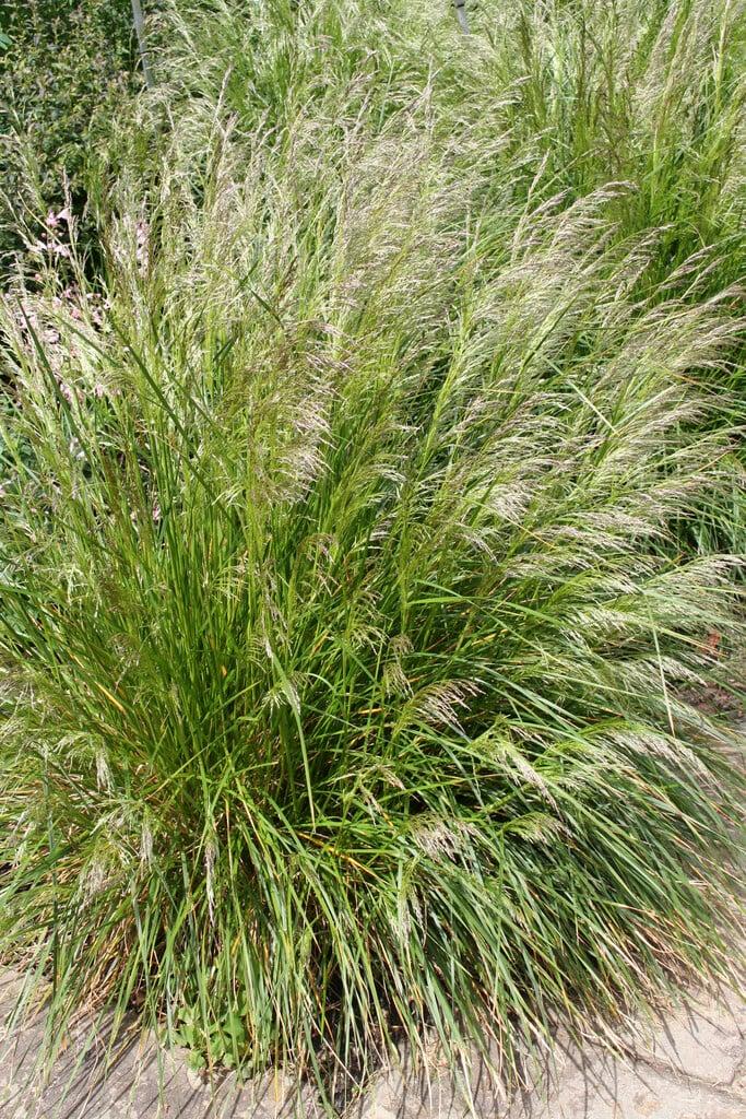 G0095 Grass Deschampsia Cespitosa Goldtau - View 4 from www redcrocus com