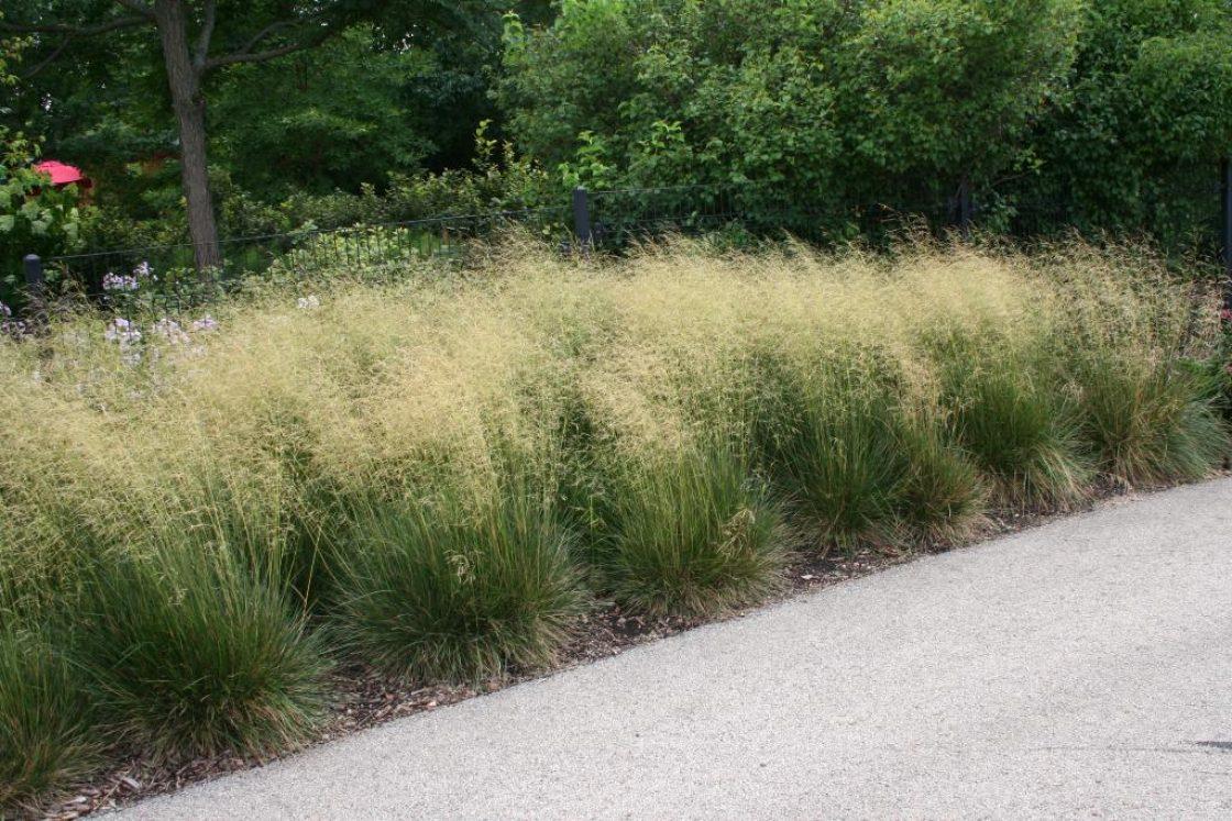 G0095 Grass Deschampsia Cespitosa Goldtau - View 6 from www redcrocus com