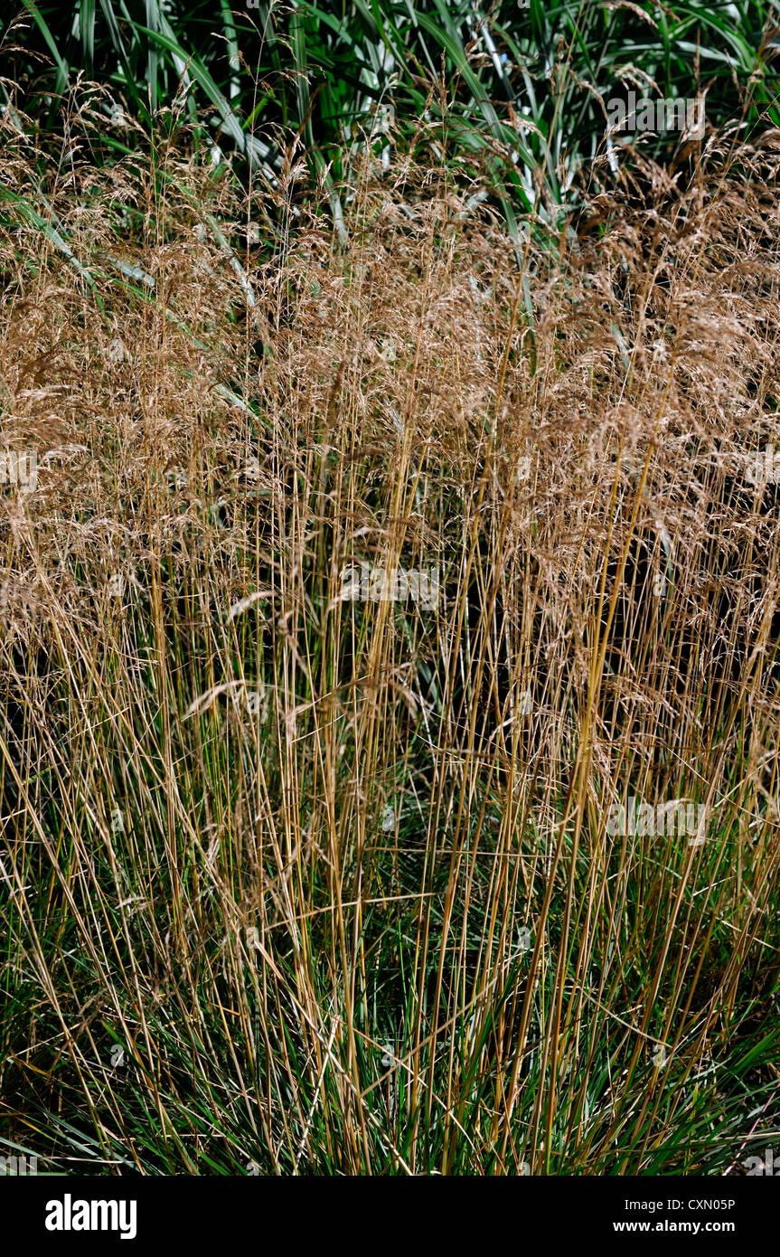 G0095 Grass Deschampsia Cespitosa Goldtau - View 7 from www redcrocus com