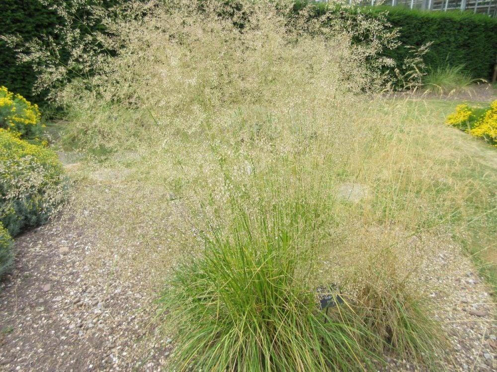 G0095 Grass Deschampsia Cespitosa Goldtau - View 8 from www redcrocus com