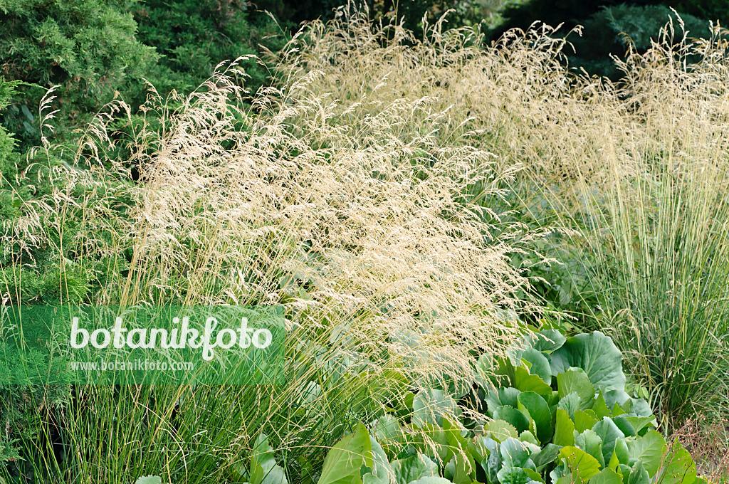 G0096 Grass Deschampsia Cespitosa - View 14 from www redcrocus com