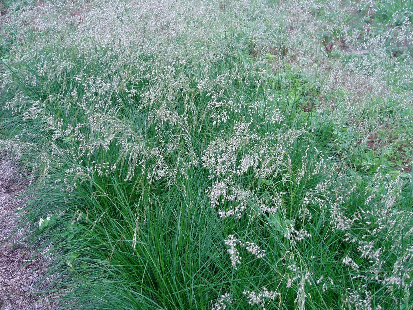 G0096 Grass Deschampsia Cespitosa - View 1 from www redcrocus com