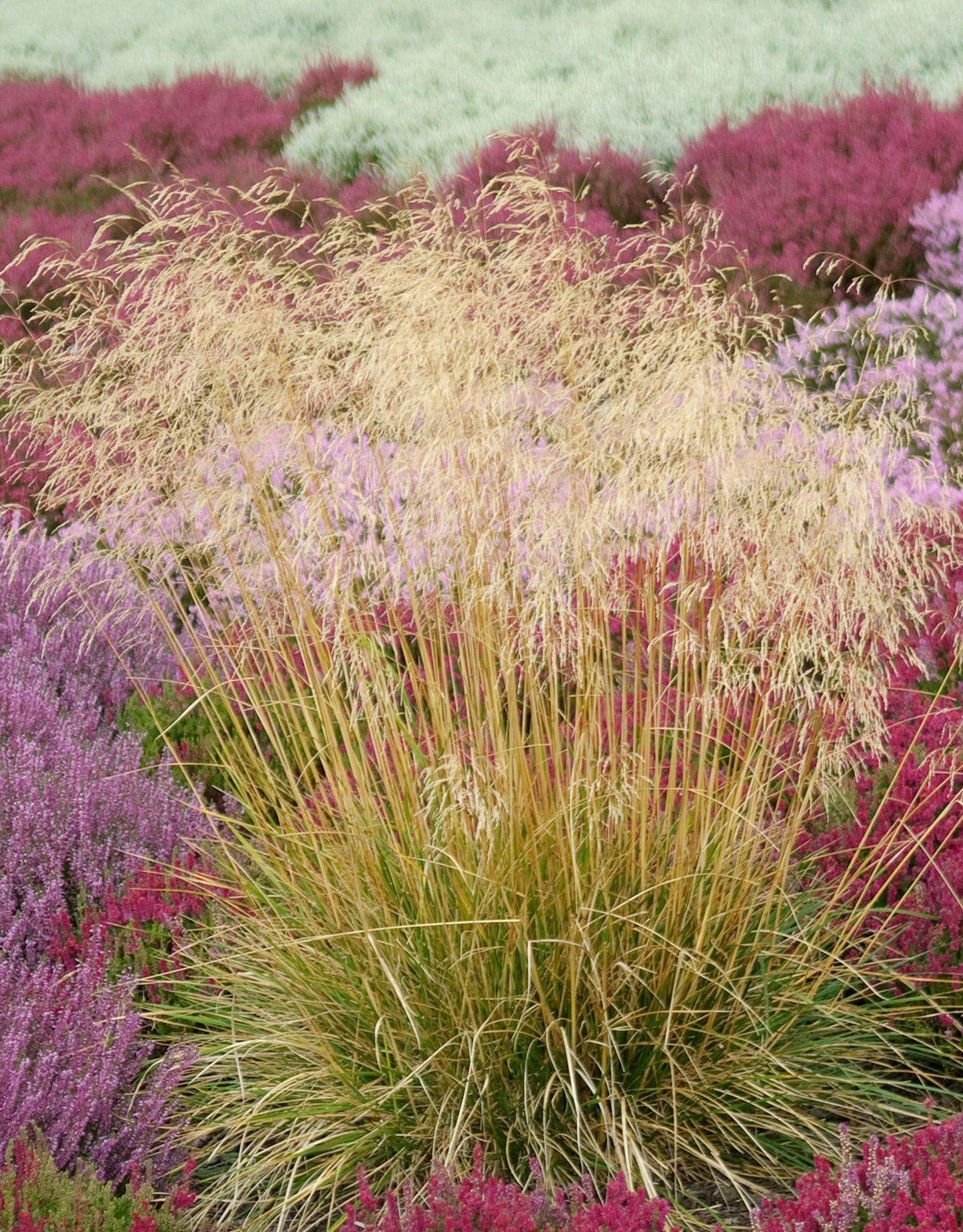 G0096 Grass Deschampsia Cespitosa - View 2 from www redcrocus com