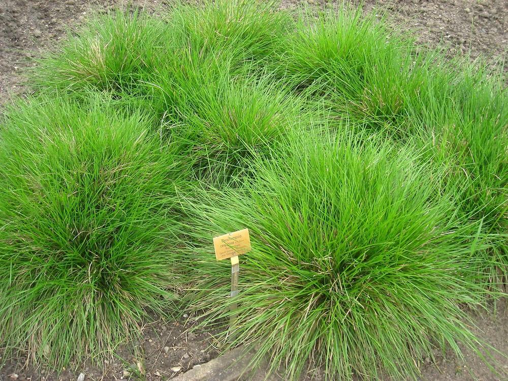 G0096 Grass Deschampsia Cespitosa - View 5 from www redcrocus com