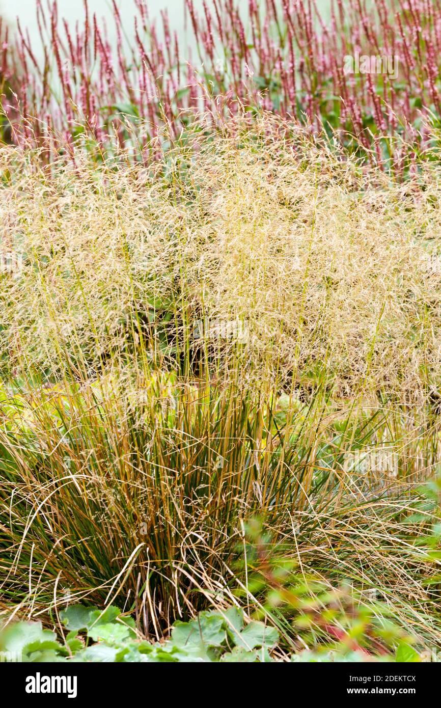 G0096 Grass Deschampsia Cespitosa - View 9 from www redcrocus com
