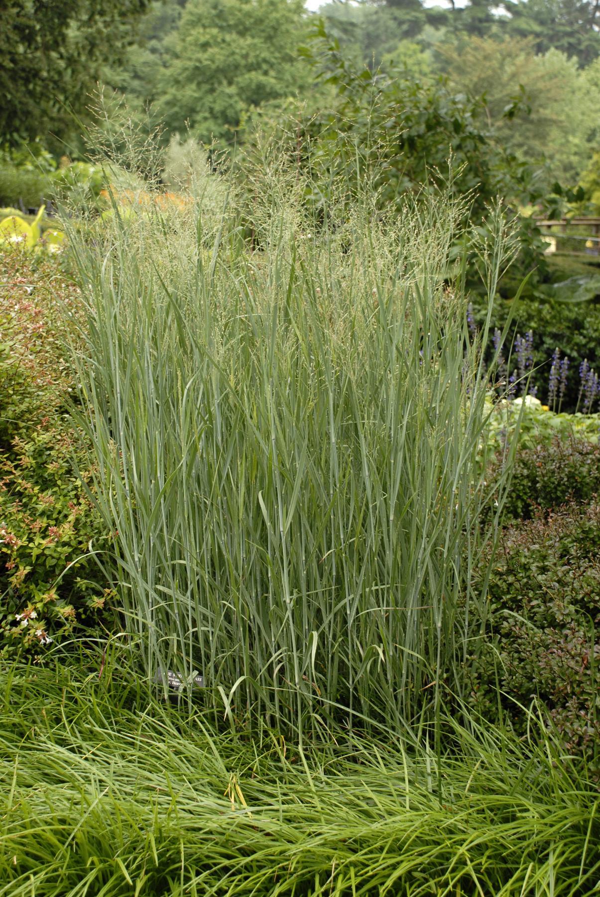 G0101 Grass Panicum Virgatum Heavy Metal - View 16 from www redcrocus com