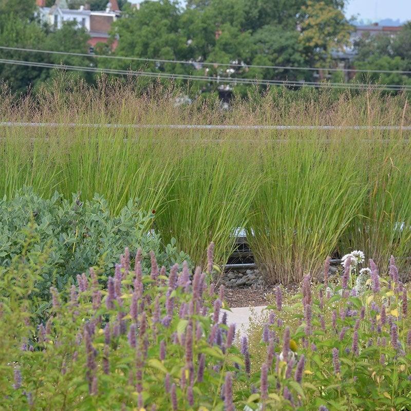 G0101 Grass Panicum Virgatum Heavy Metal - View 17 from www redcrocus com