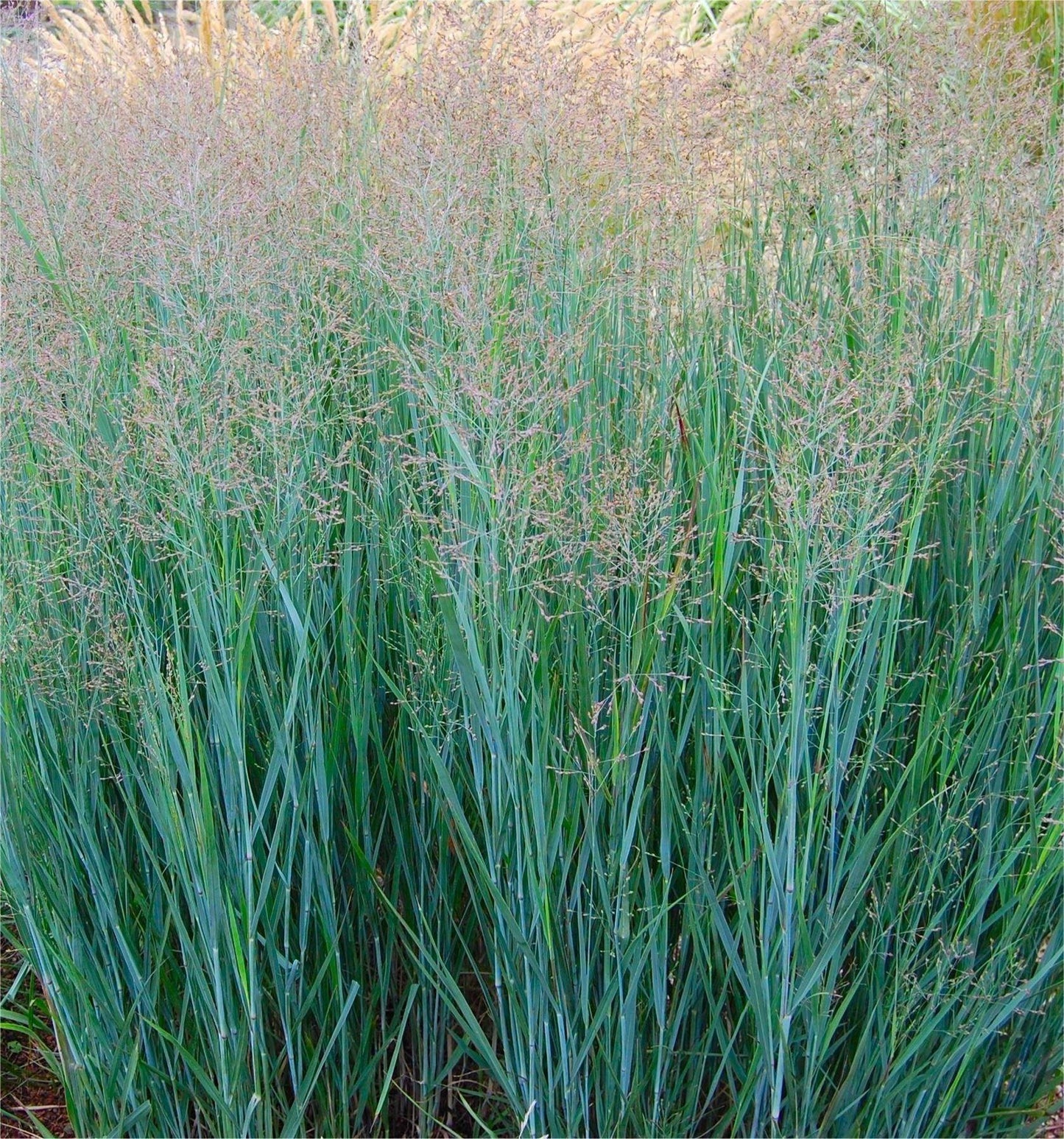 G0101 Grass Panicum Virgatum Heavy Metal - View 2 from www redcrocus com