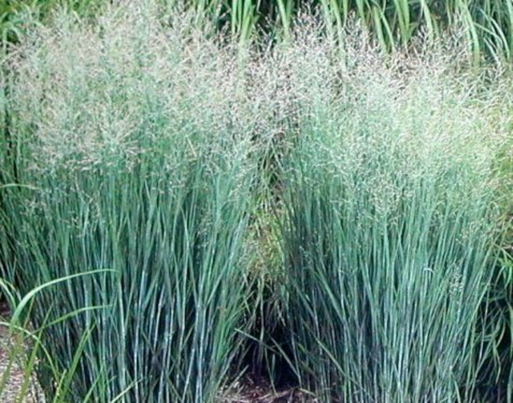 G0101 Grass Panicum Virgatum Heavy Metal - View 4 from www redcrocus com