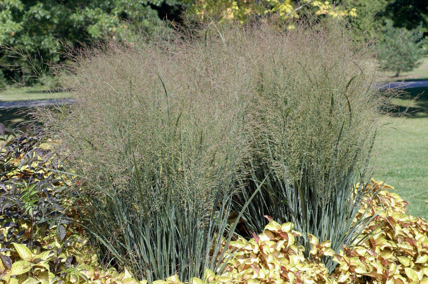G0101 Grass Panicum Virgatum Heavy Metal - View 7 from www redcrocus com