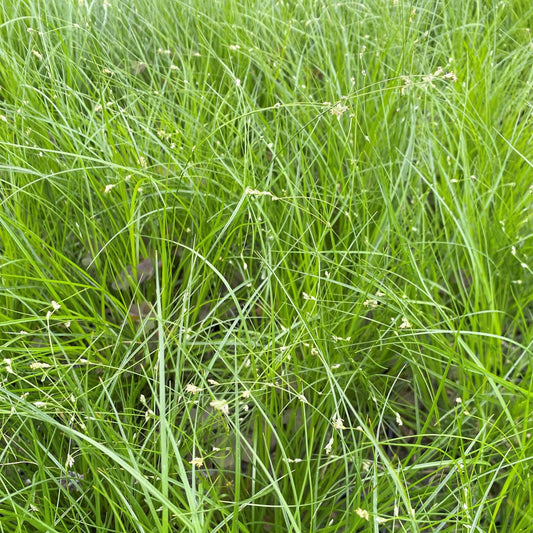G0112 Grass Carex Appalachica - View 10 from www redcrocus com