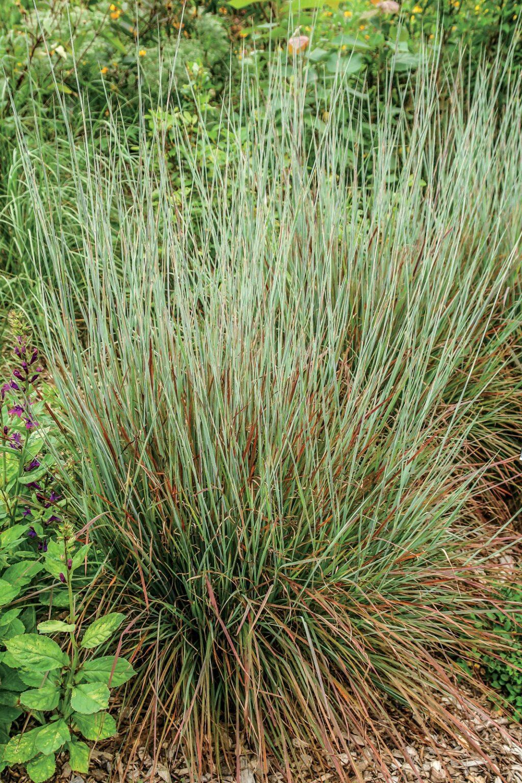 G0114 Grass Schizachyrium Scoparium Standing Ovation - View 11 from www redcrocus com