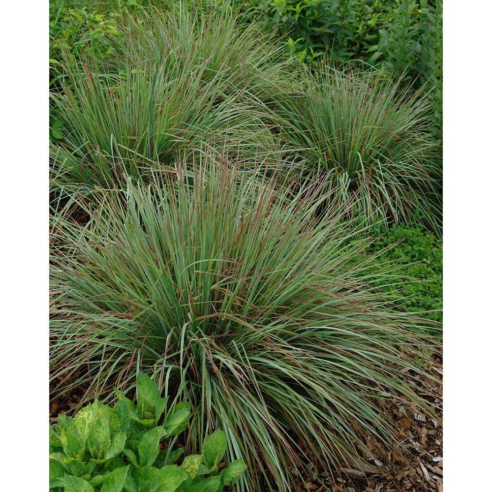 G0114 Grass Schizachyrium Scoparium Standing Ovation - View 12 from www redcrocus com