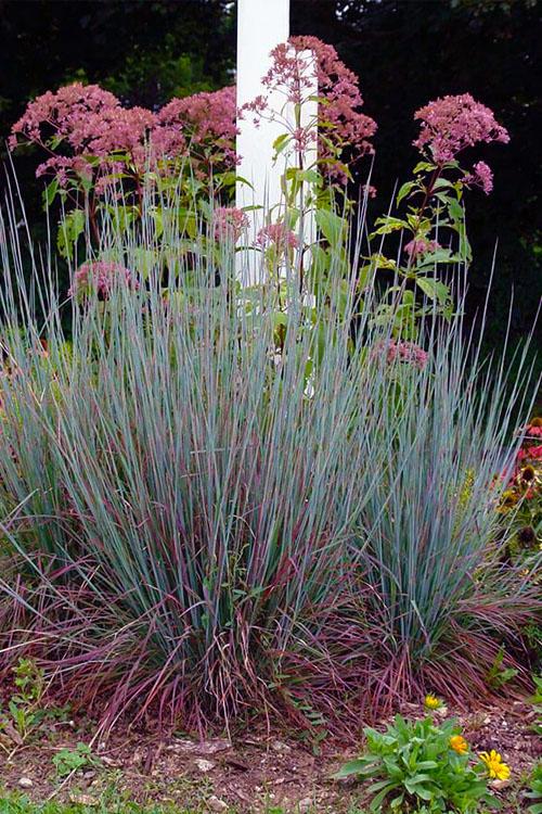 G0114 Grass Schizachyrium Scoparium Standing Ovation - View 14 from www redcrocus com