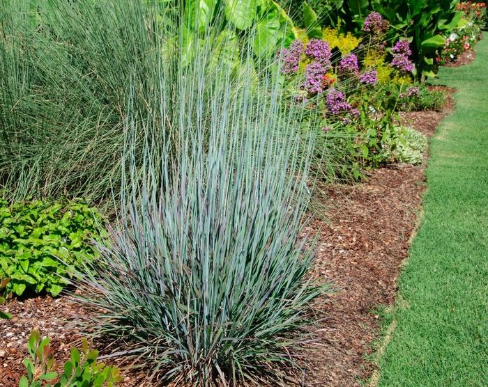 G0114 Grass Schizachyrium Scoparium Standing Ovation - View 15 from www redcrocus com