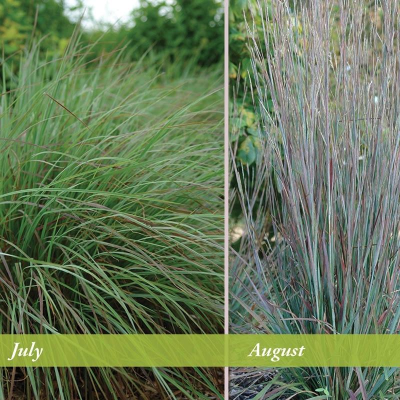 G0114 Grass Schizachyrium Scoparium Standing Ovation - View 17 from www redcrocus com