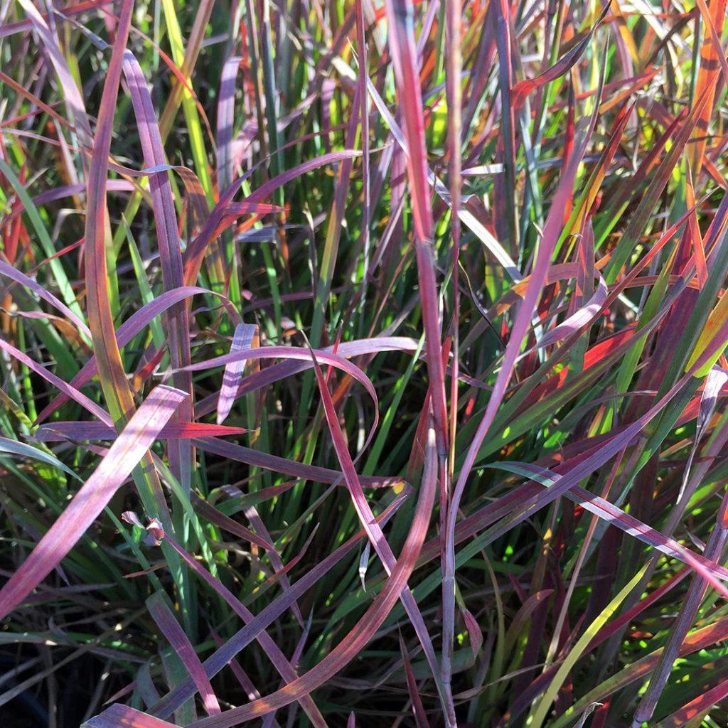 G0114 Grass Schizachyrium Scoparium Standing Ovation - View 18 from www redcrocus com