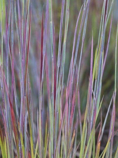 G0114 Grass Schizachyrium Scoparium Standing Ovation - View 20 from www redcrocus com