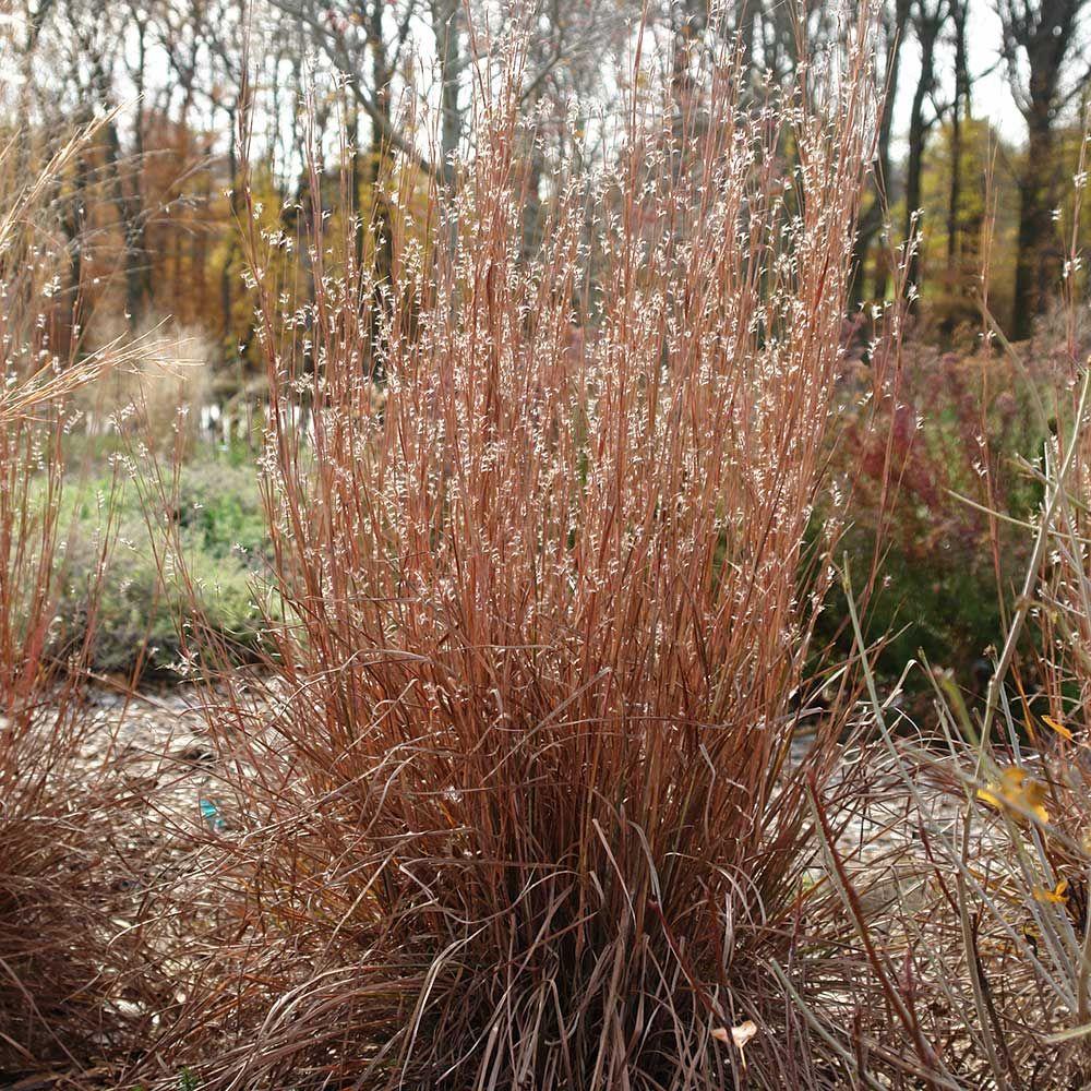 G0114 Grass Schizachyrium Scoparium Standing Ovation - View 3 from www redcrocus com