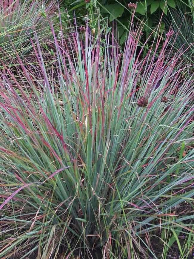 G0114 Grass Schizachyrium Scoparium Standing Ovation - View 4 from www redcrocus com