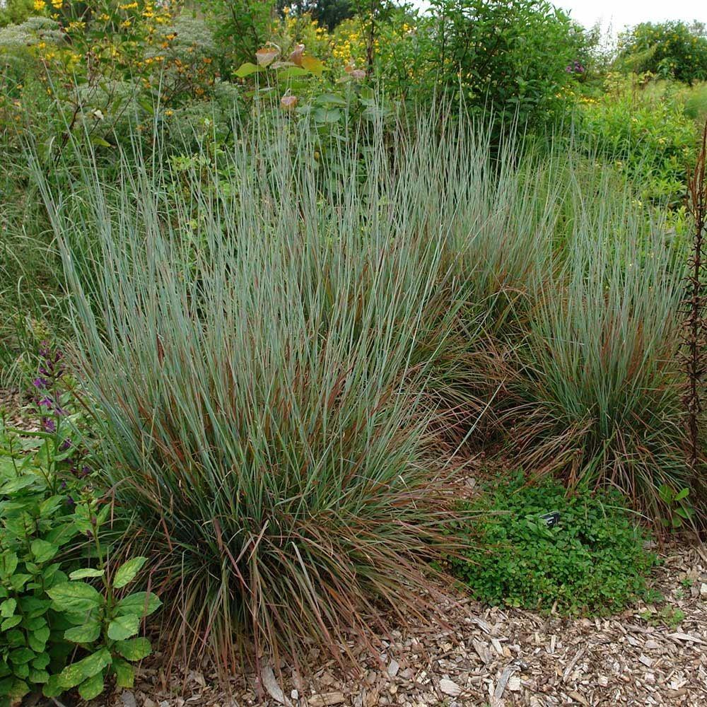 G0114 Grass Schizachyrium Scoparium Standing Ovation - View 5 from www redcrocus com