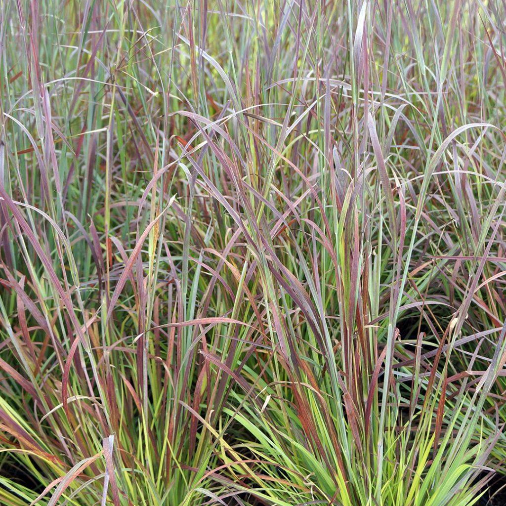 G0114 Grass Schizachyrium Scoparium Standing Ovation - View 7 from www redcrocus com
