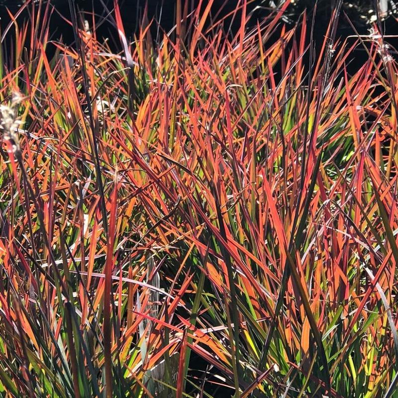 G0114 Grass Schizachyrium Scoparium Standing Ovation - View 9 from www redcrocus com