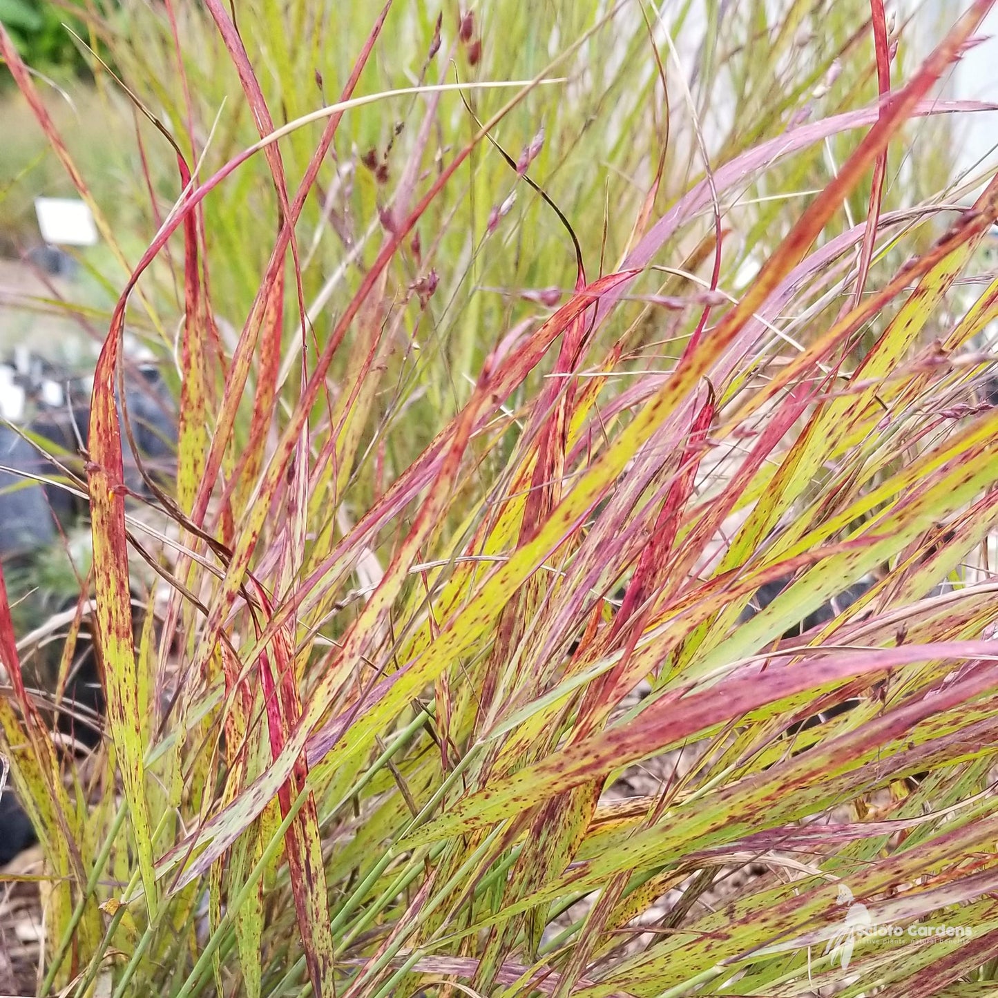 G0118 Grass Panicum Virgatum Shenandoah - View 13 from www redcrocus com