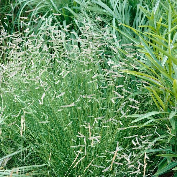 G0121 Grass, Bouteloua Gracilis - View 12 from www redcrocus com