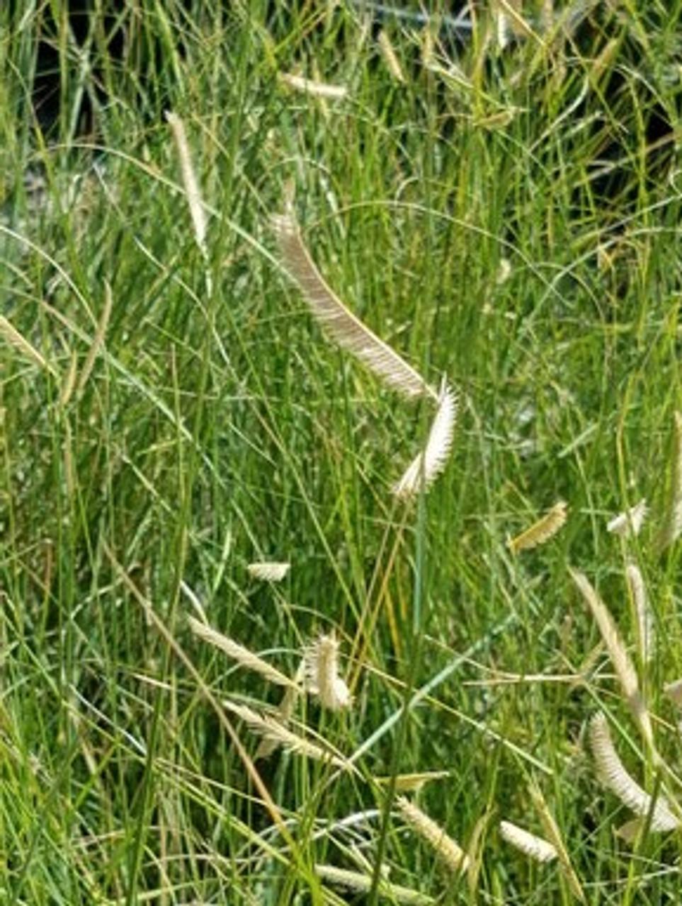 G0121 Grass, Bouteloua Gracilis - View 13 from www redcrocus com