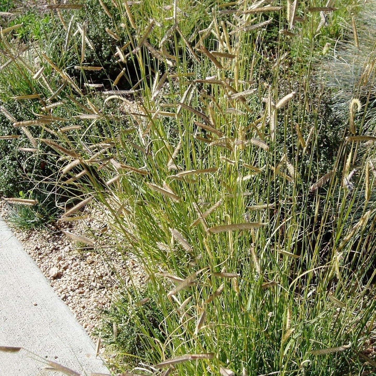 G0121 Grass, Bouteloua Gracilis - View 6 from www redcrocus com