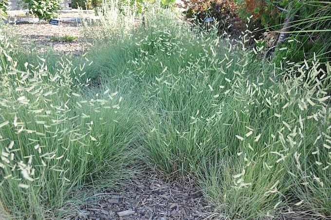 G0121 Grass Bouteloua Gracilis - View 14 from www redcrocus com