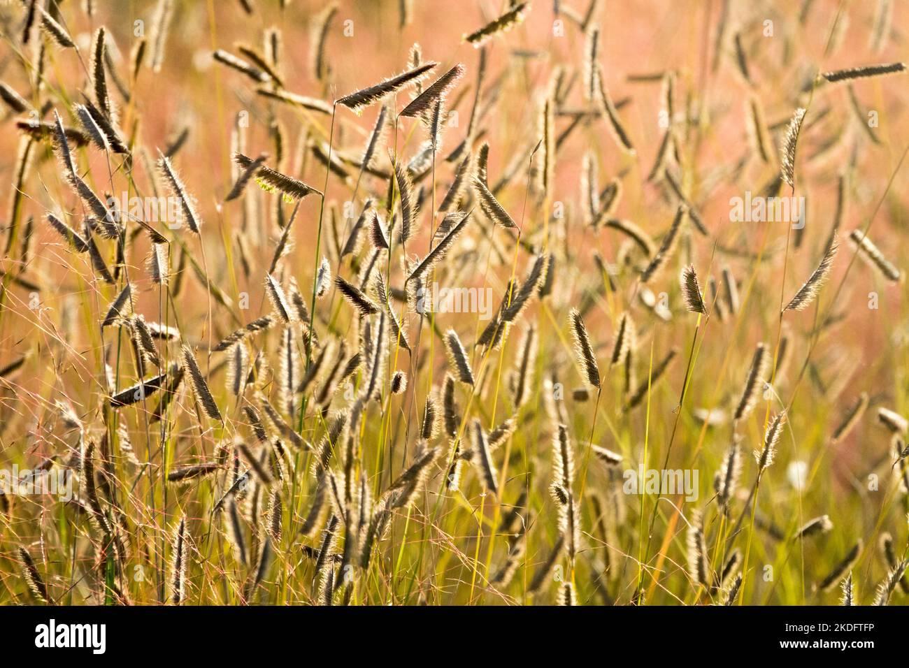 G0121 Grass Bouteloua Gracilis - View 1 from www redcrocus com
