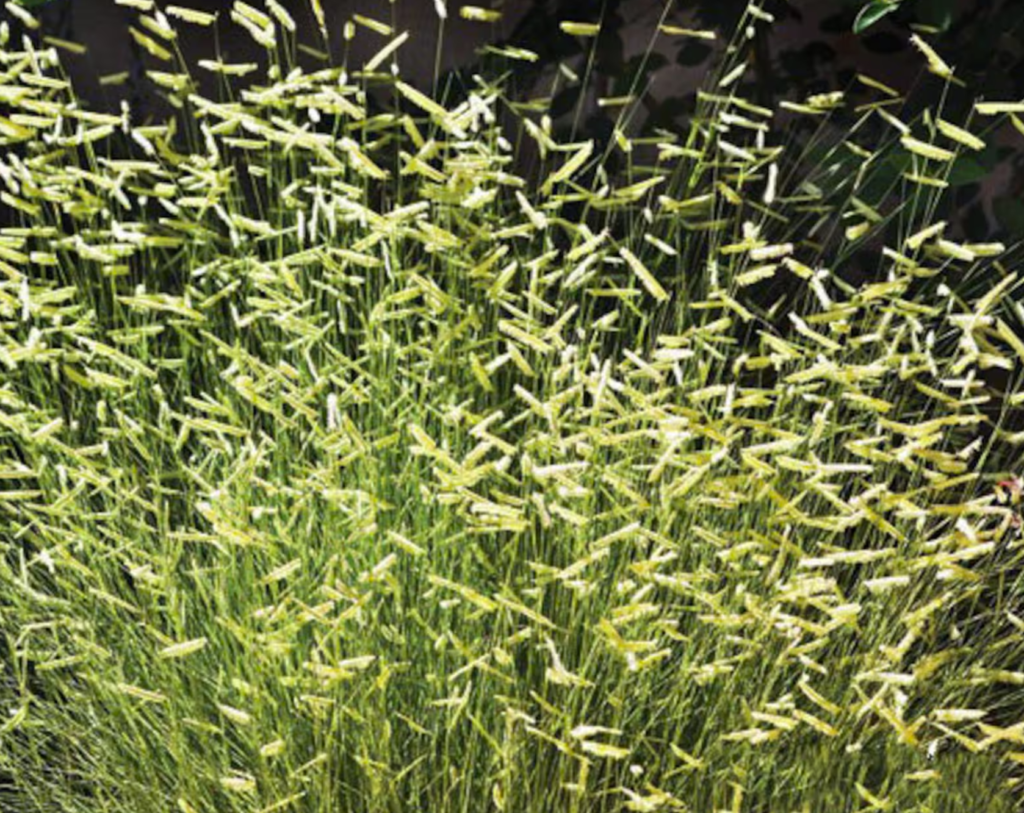 G0121 Grass Bouteloua Gracilis - View 5 from www redcrocus com
