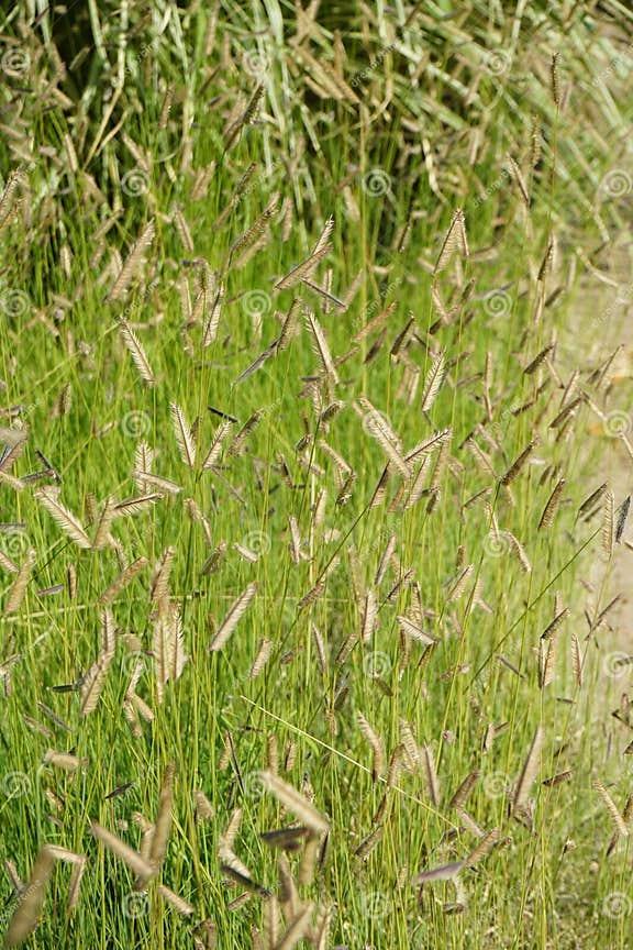 G0121 Grass Bouteloua Gracilis - View 7 from www redcrocus com