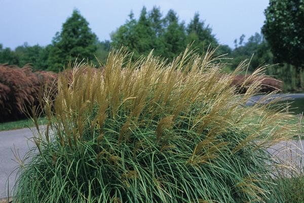 G0124 Grass, Miscanthus Sinensis 'adagio' - View 19 from www redcrocus com