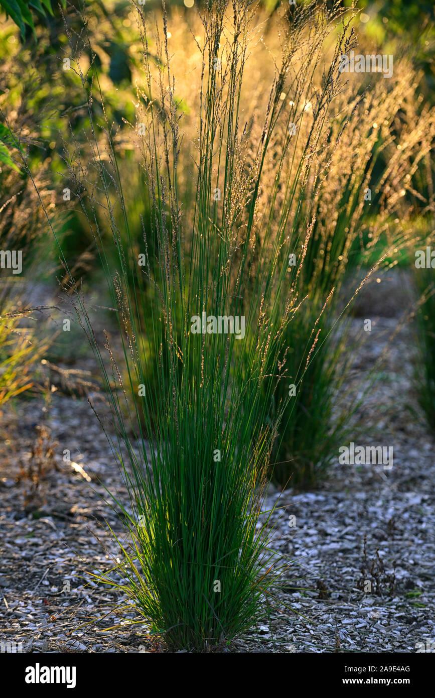 G0136 Grass Calamagrostis Acutiflora Karl Foerster - View 12 from www redcrocus com