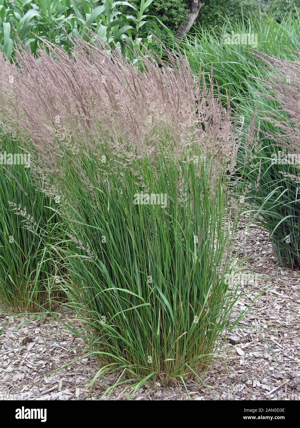 G0136 Grass Calamagrostis × Acutiflora Karl Foerster - View 17 from www redcrocus com