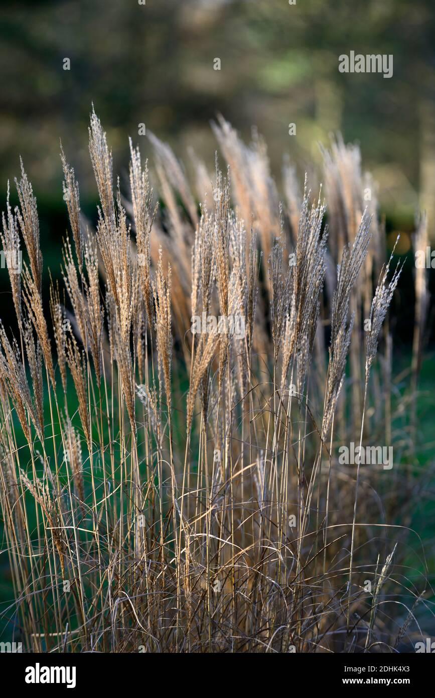 G0136 Grass Calamagrostis × Acutiflora Karl Foerster - View 20 from www redcrocus com