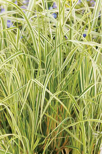 G0137 Grass Calamagrostis X Acutiflora Overdam - View 10 from www redcrocus com