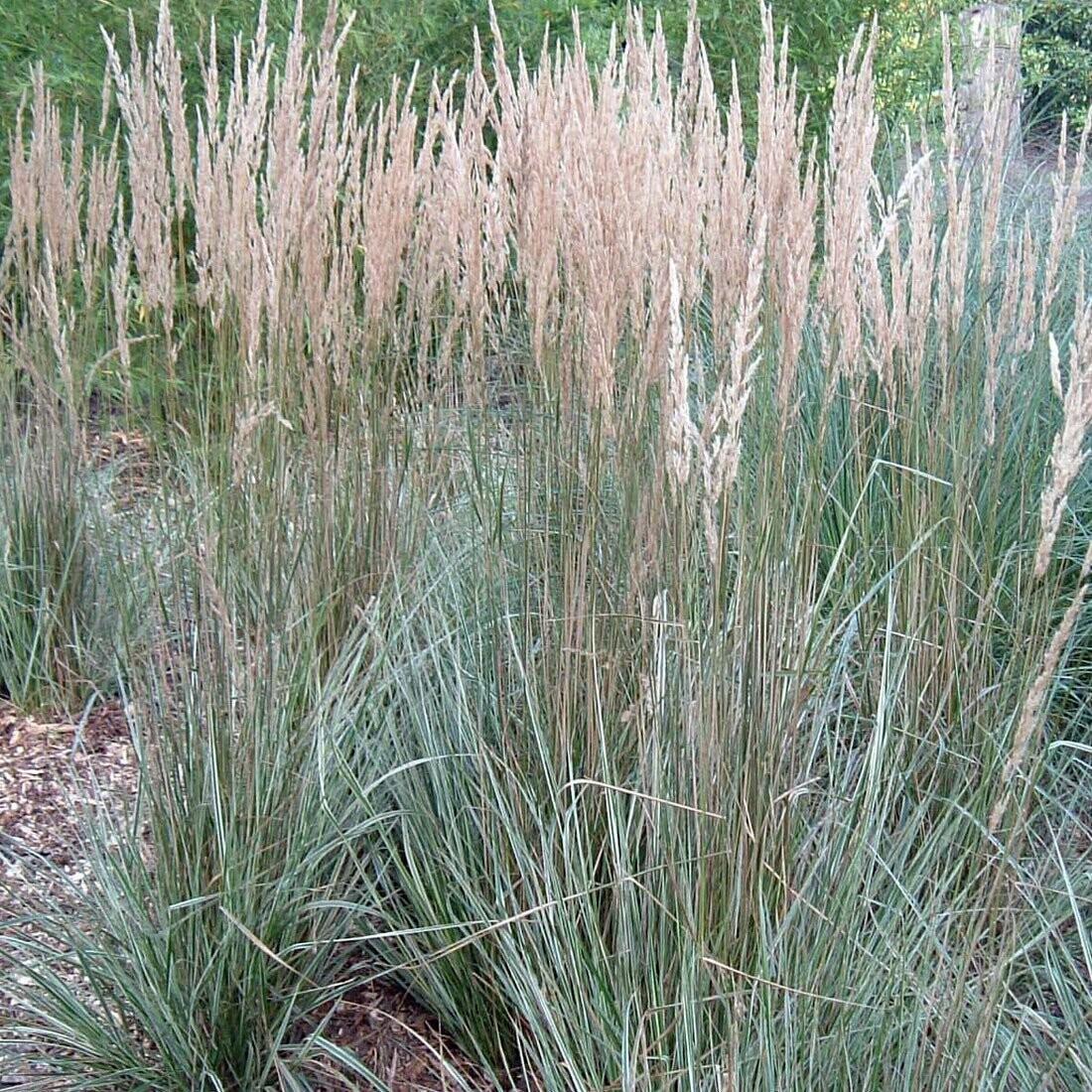 G0137 Grass Calamagrostis X Acutiflora Overdam - View 10 from www redcrocus com