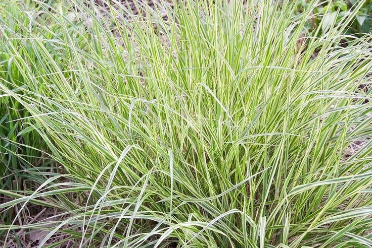 G0137 Grass Calamagrostis X Acutiflora Overdam - View 11 from www redcrocus com