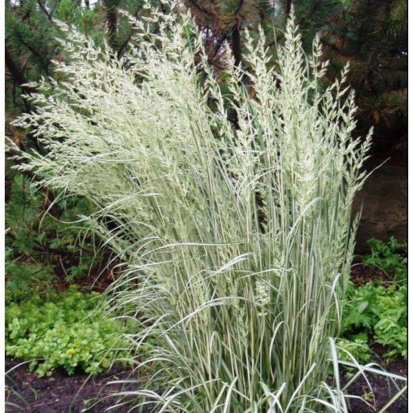 G0137 Grass Calamagrostis X Acutiflora Overdam - View 13 from www redcrocus com