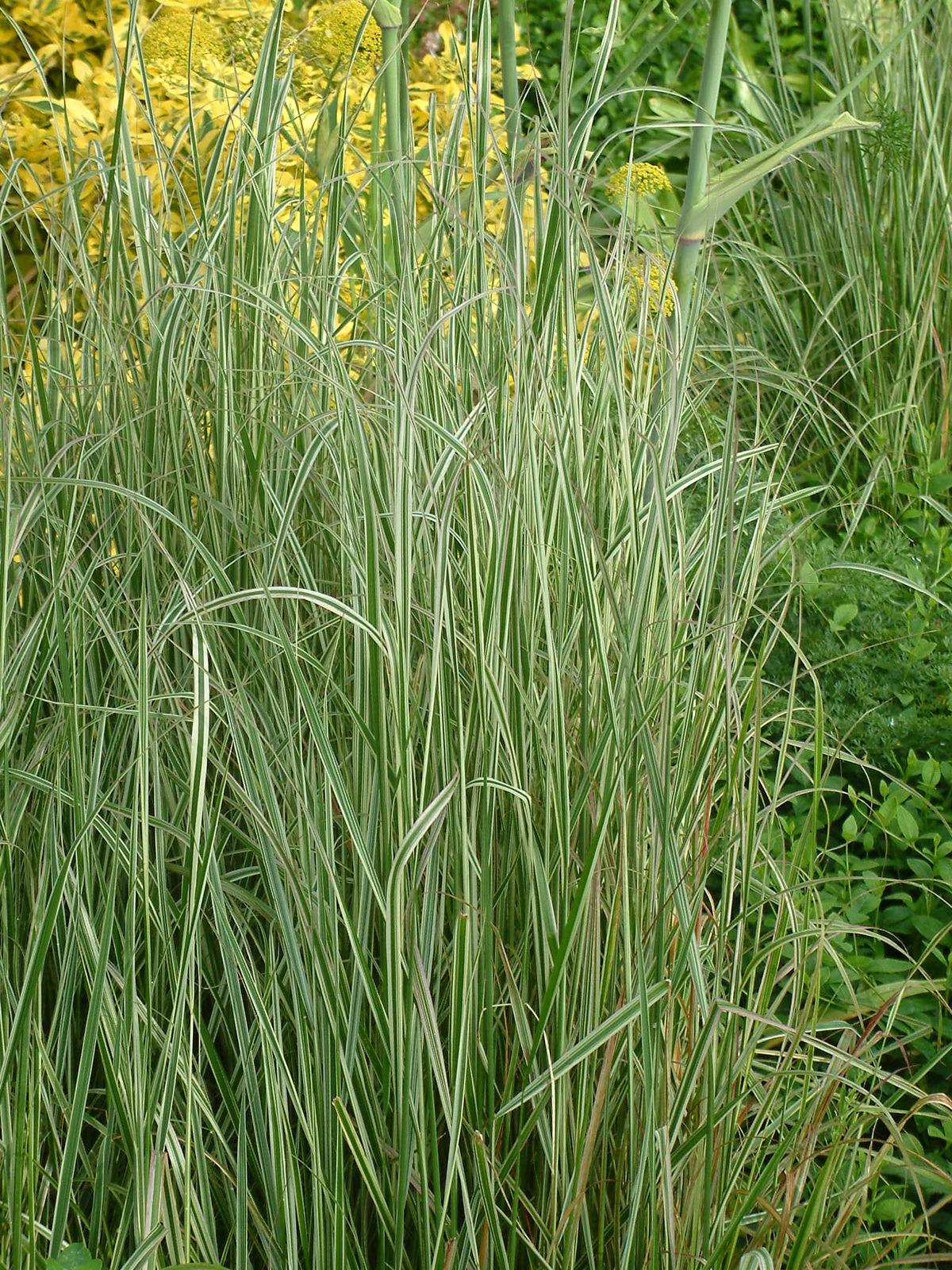 G0137 Grass Calamagrostis X Acutiflora Overdam - View 14 from www redcrocus com
