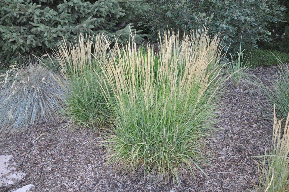 G0137 Grass Calamagrostis X Acutiflora Overdam - View 15 from www redcrocus com